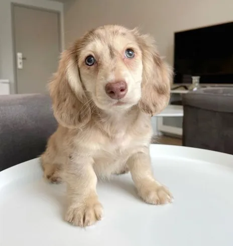August puppy for sale &ndash Miniature Dachshund Puppy