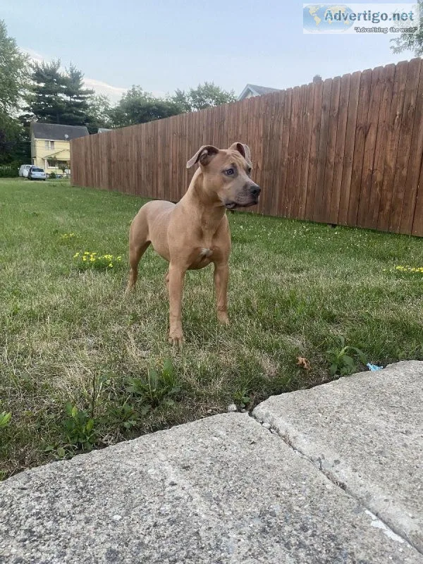 8 month old Pitbull available