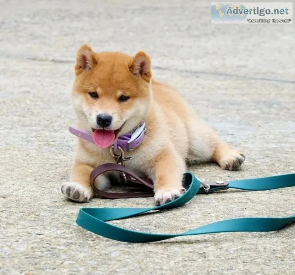 shiba puppies available for Rehoming