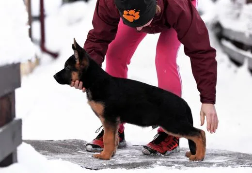 Beautiful German shepherd Puppies
