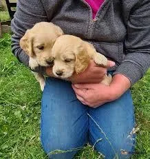 Beautiful Golden Retriever pups for sale.