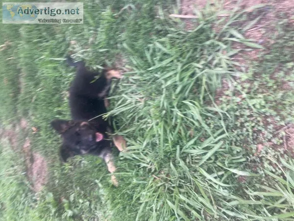 Akc German Shepherd Puppies