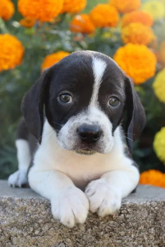 Koby Boston Terrier Mix