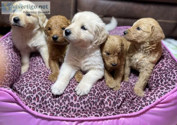 F1 GOLDENDOODLES AND GOLDEN RETRIEVERS