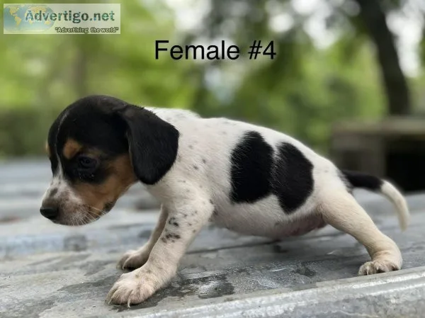 Beagle Puppies