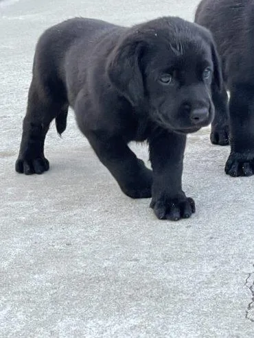 Black Labrador Retriever Puppies For sale