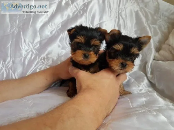 Teacup Yorkie puppy for sale