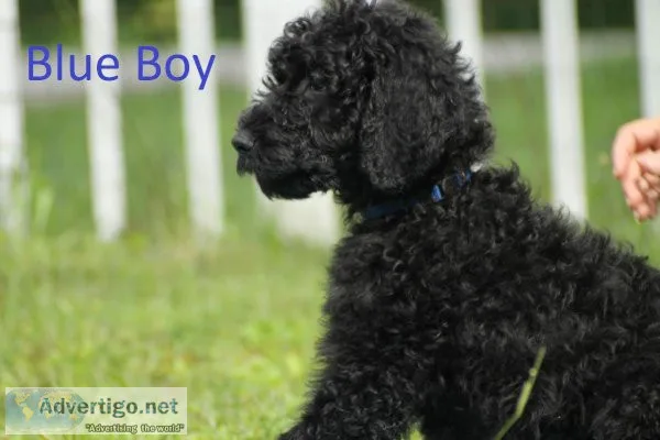 Seven black F2B goldendoodles