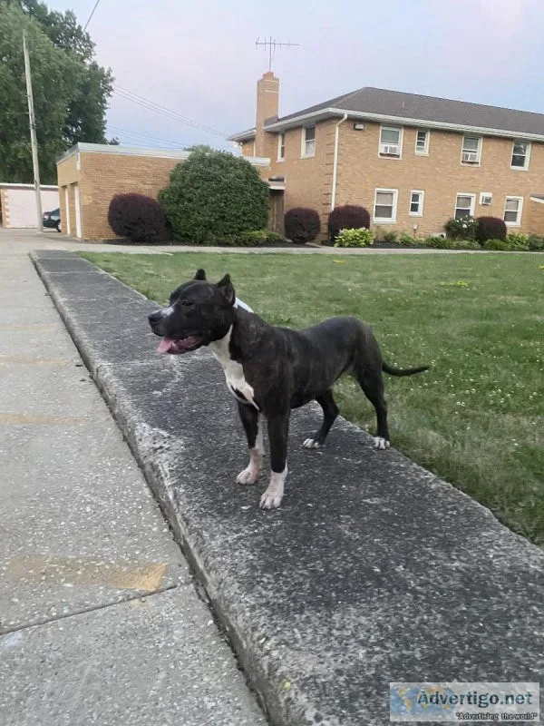 8 month old XL American Bully