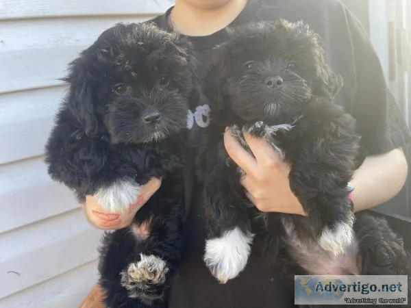 Rehoming puppies