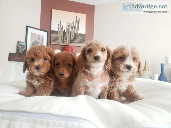 Beautiful F1B Cavapoo Puppies - READY NOW