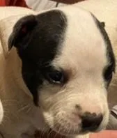 Puppies avalible male and female