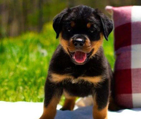Healthy rottweiler puppies
