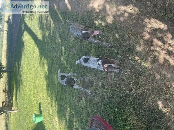 German Shorthair