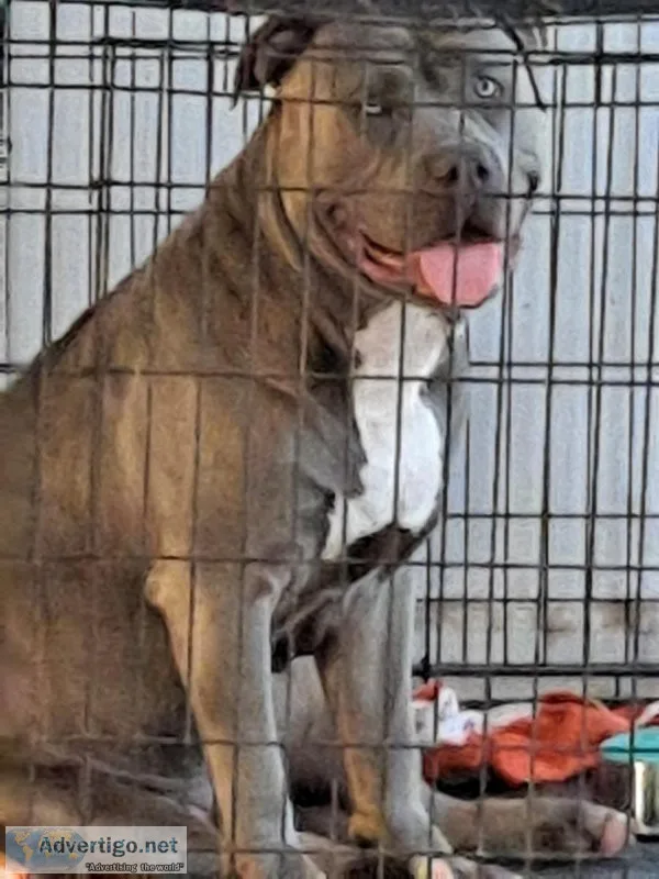 XL BULLIES