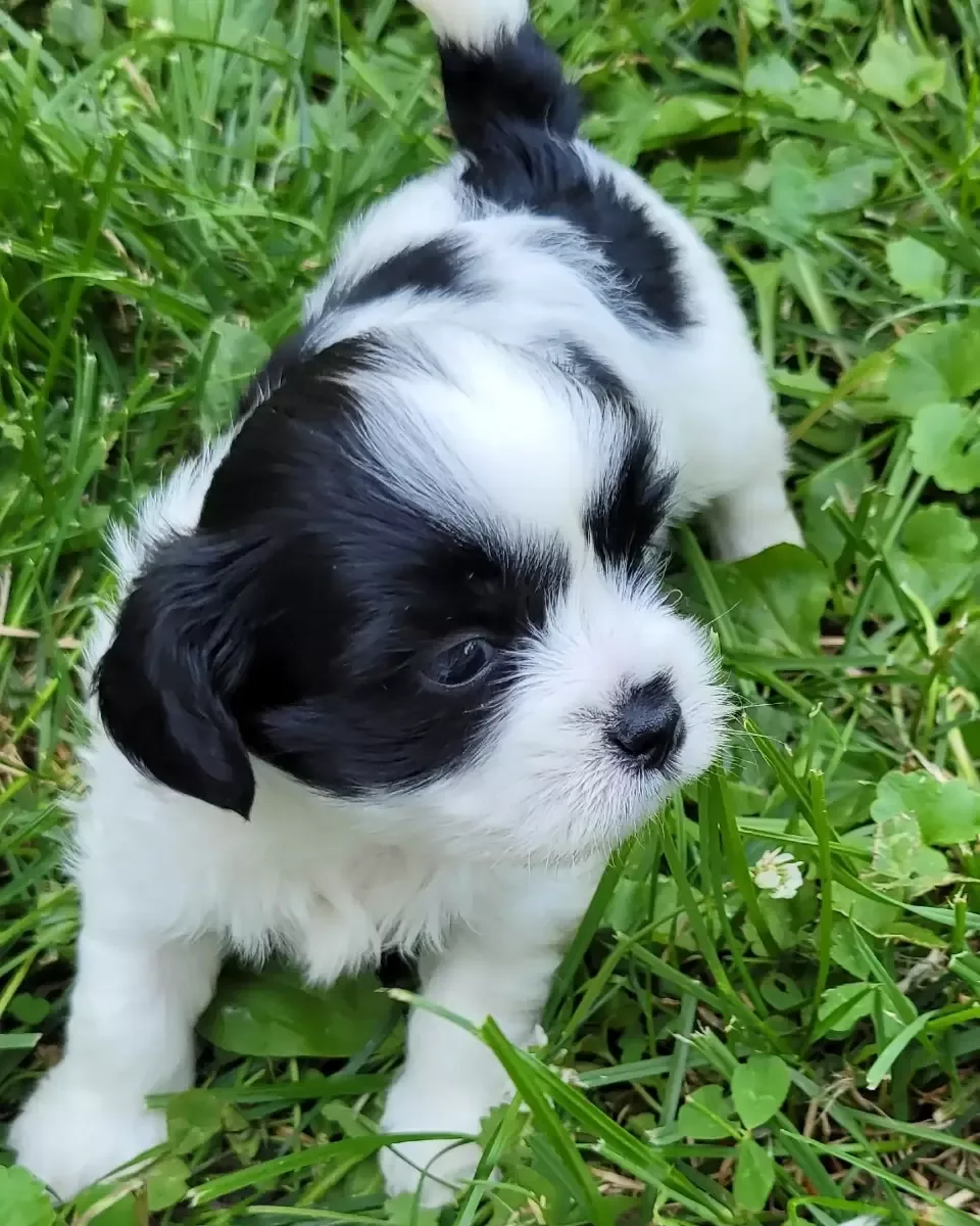 Shih-tzu  Yorkie puppies