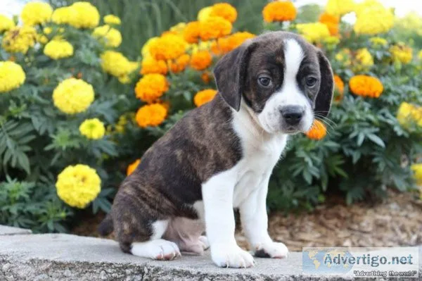 Brindle Boston terrier mix