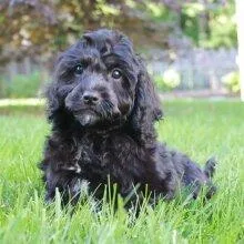 Cavapoo For sale textcall (424) 361-7196