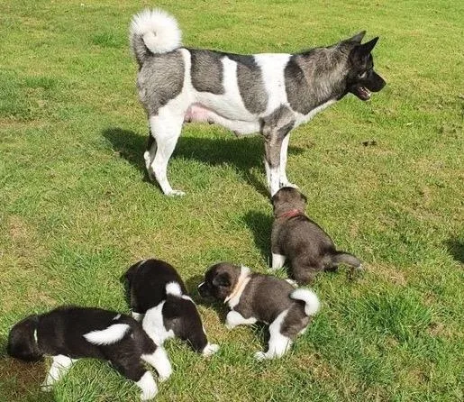 Stunning Akita puppies