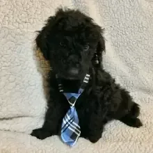 Lovely Labradoodle