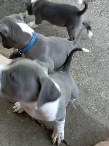 Pitbull Puppies For Adoption