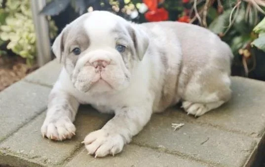 ENGLISH BULLDOG PUPPY