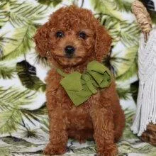 Poodle Puppies For Sale