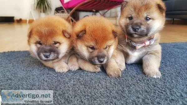 Nice and Healthy Shiba Inu Puppies Available