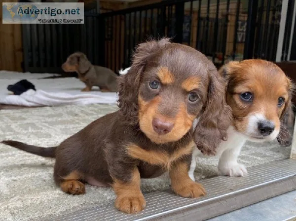 GORGEOUS DACHSHUNDS PUPPIES