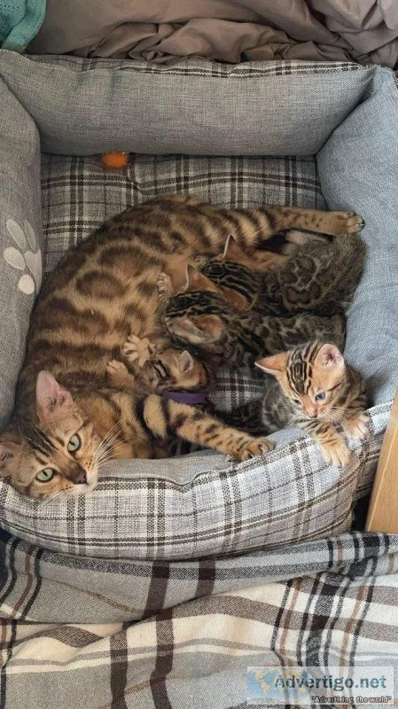 Tica Pedigree Bengal kittens kittens