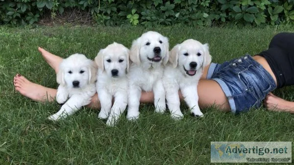 All White Golden Retriever Puppies English Cream