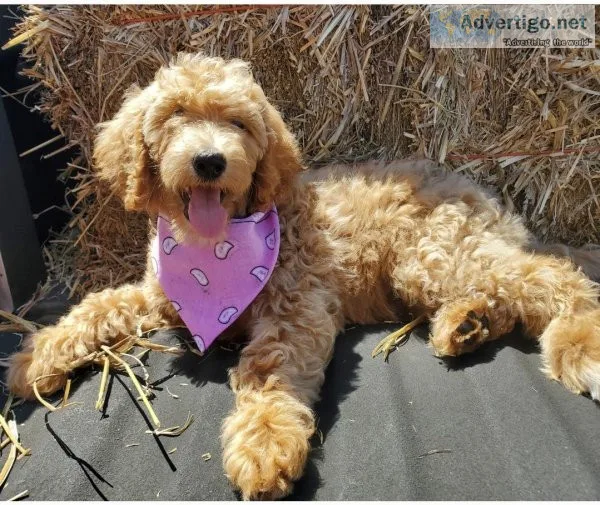 F1b Goldendoodles