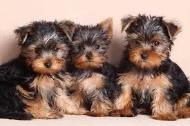 Extra Chaming Yorkie Puppies