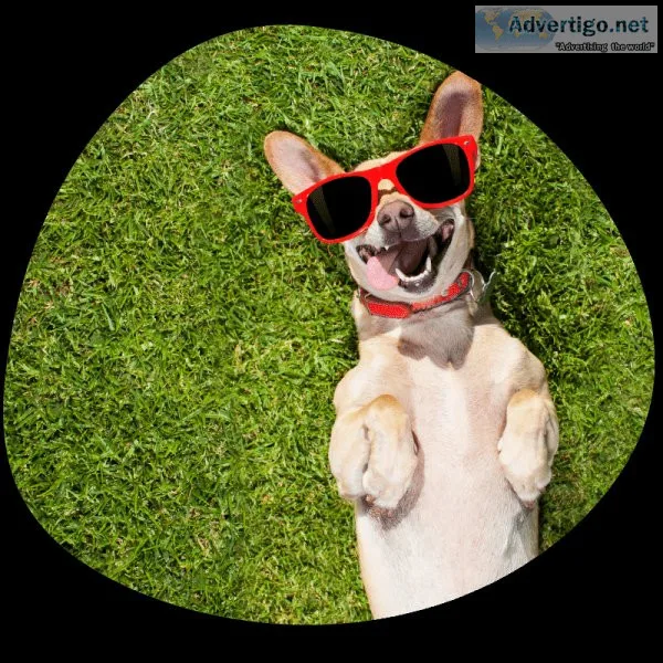 Pet care & boarding