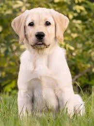 All dog breeds are available for sell