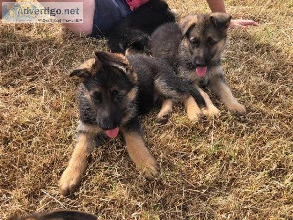 German shepherd puppies for sale