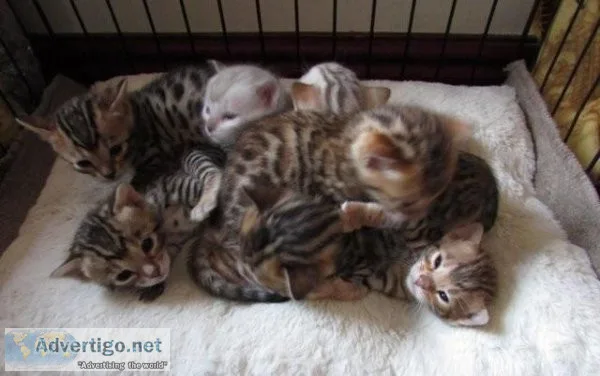 Bengal Kittens can be seen now