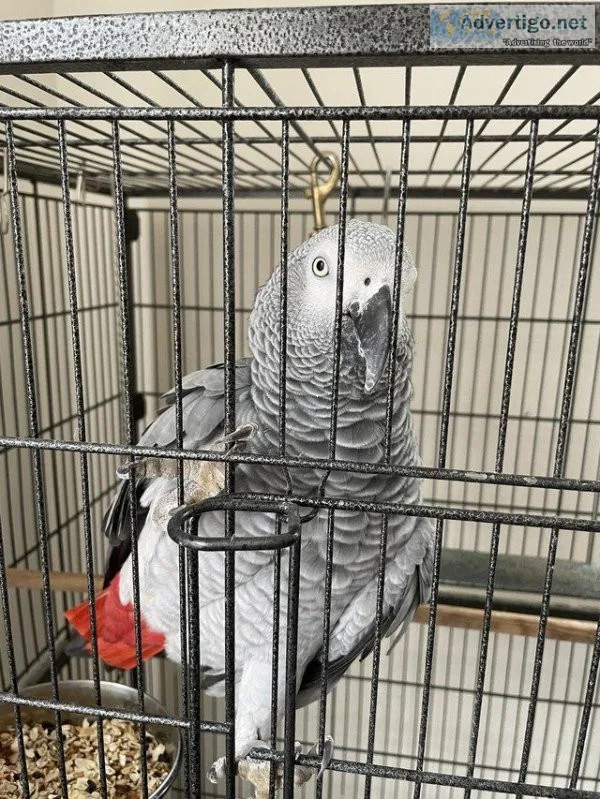 African Grey Congo - 1 years old