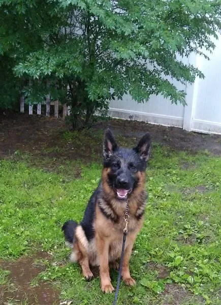 German male Shepherd Black
