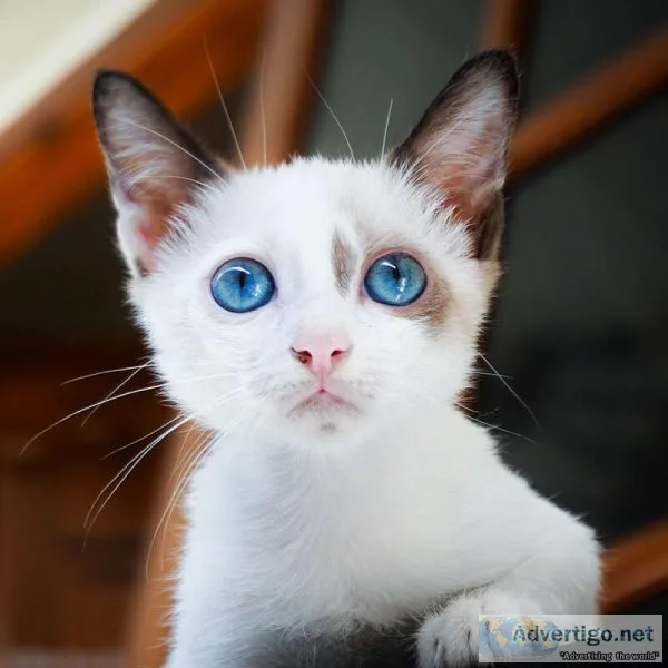 cat price in Delhi