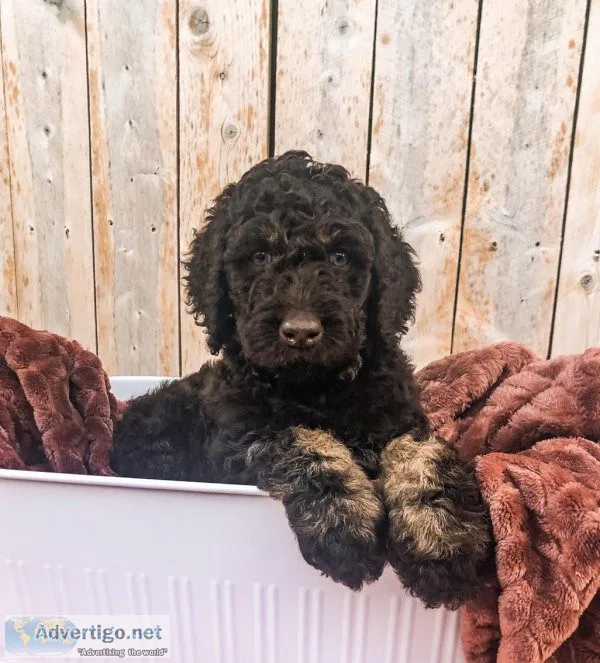 Goldendoodles