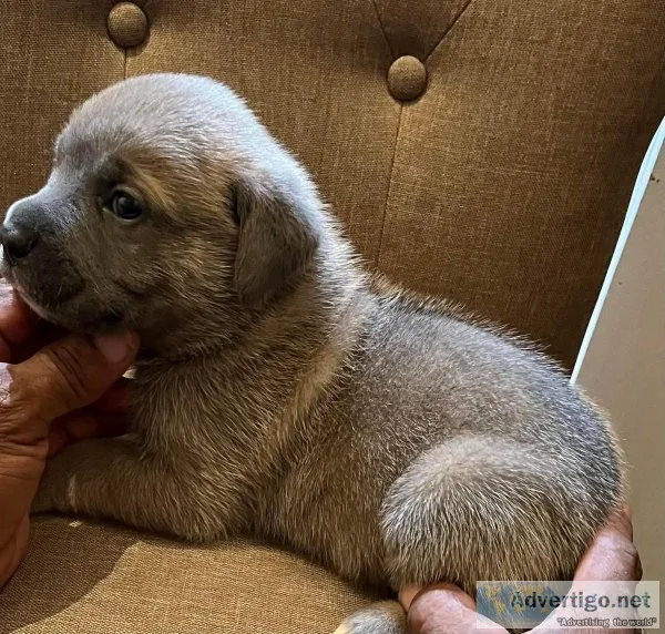 Cane Corso puppies
