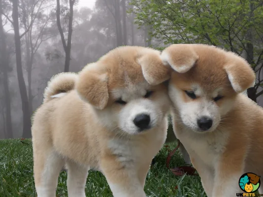 Charming Akita Inu Puppies available