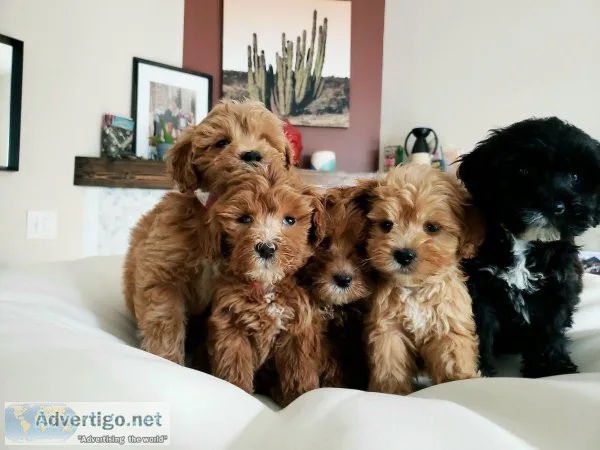 Gorgeous Petite Micro F1B Mini Goldendoodles Puppies - READY NOW