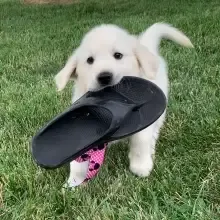 Golden Retriever For Sale