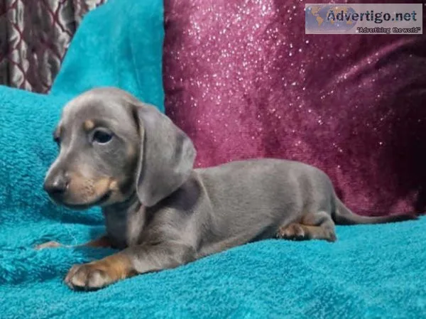 Miniature Dachshund
