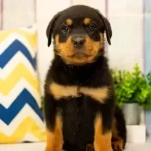 Rottweiler Puppies For Sale