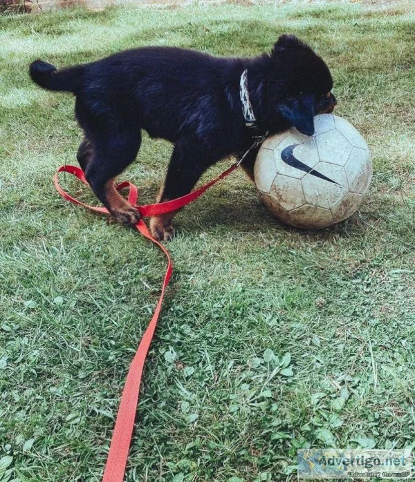 fdvfgfbd Lovely Rottweiler Puppies for sale