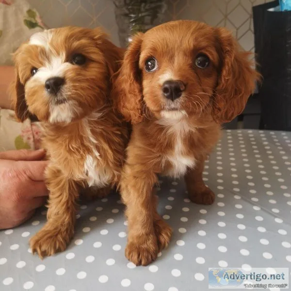 gorgeous Cavapoo Puppies Available