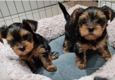 dsfvdvf Yorkie puppies